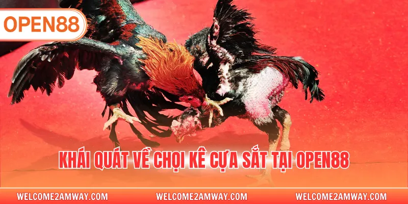 Khái quát về chọi kê cựa sắt tại OPEN88